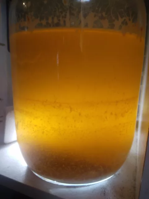 LIMITED TIME OFFER Live Mature Vinegar Eel Starter Culture