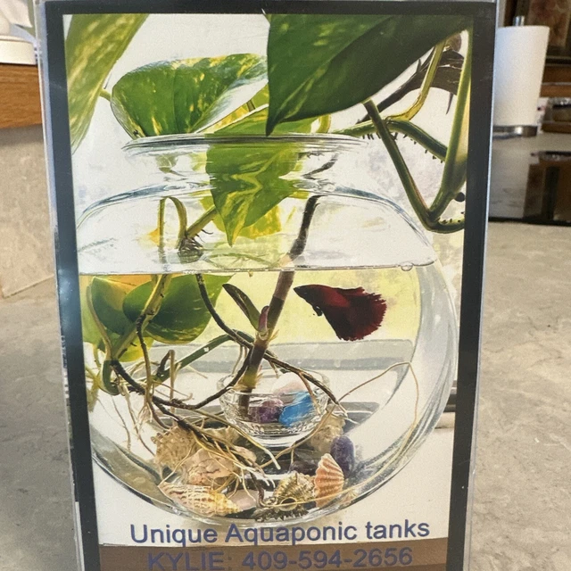 Kylie Jo’s Unique Aquaponic Planter and Aquarium for Betta Fish