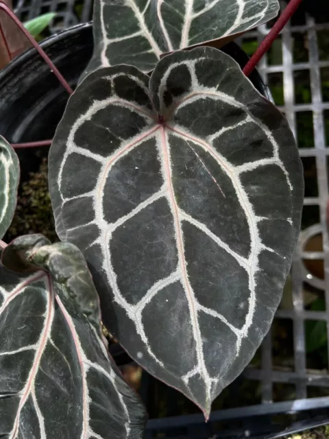 ANTHURIUM ANTHURIUM