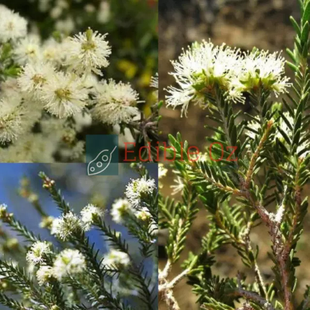 KANGAROO HONEY-MYRTLE (Melaleuca halmaturorum)'Bush Tucker Plant Seeds'