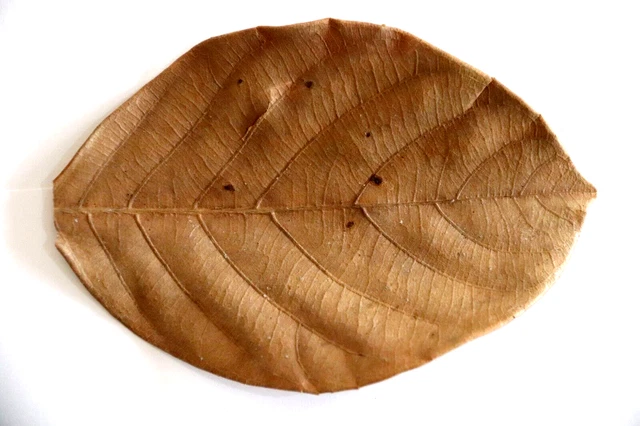 Dried Jack Fruit Leaves Organic Bio Film Shrimp Aquarium Ceylon Natural