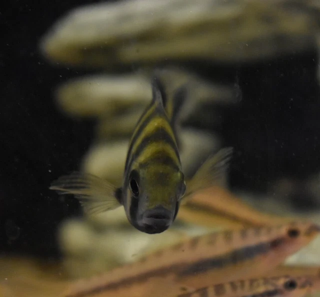 Live Buttikoferi Zebra Tilapia Cichlid (3" Aquarium Fish) PLS READ DESCR 2