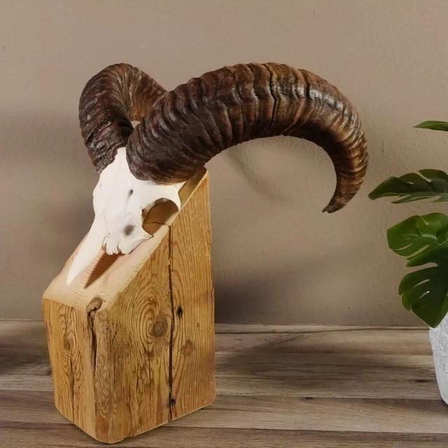 Mufflon Aries Cornamenta Trofeo de Calavera Hl 45,5cm En Standsockel Decoración