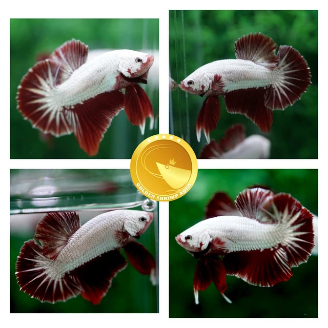 Red Dragon Halfmoon - Plakat Live Male Betta Fish Premium Grade A+ (USA STOCK)