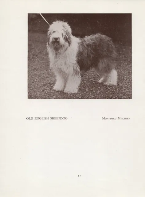 Old English Sheepdog Vintage 1934 Named Dog Print Page