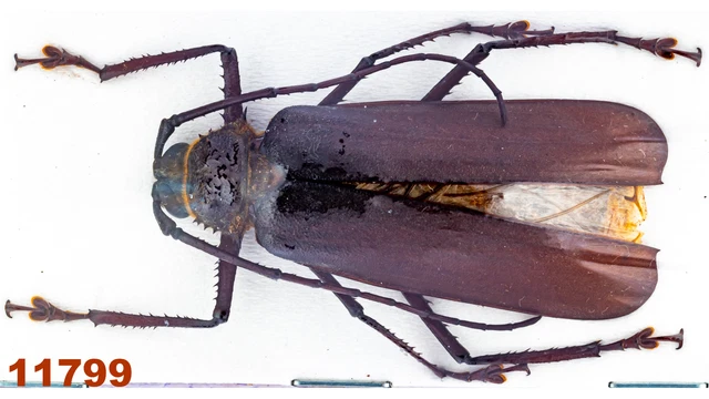 Cerambycidae: Rhugosophysis frater ssp. A1, 48 mm, 1 pc