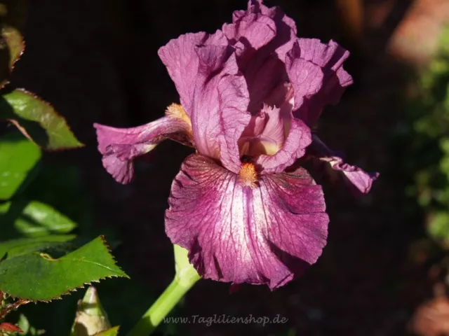 "Giglio spada / iris ""Gatto con cappello"