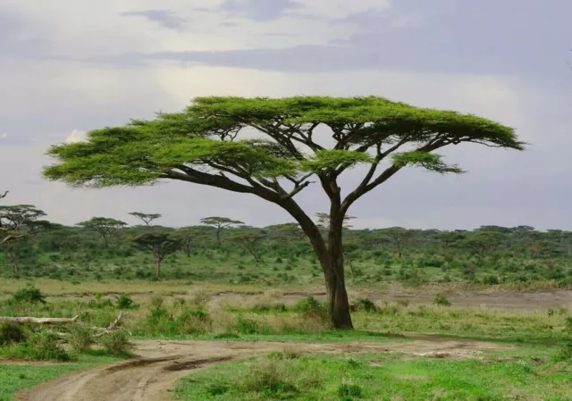 Umbrella Thorn Tree