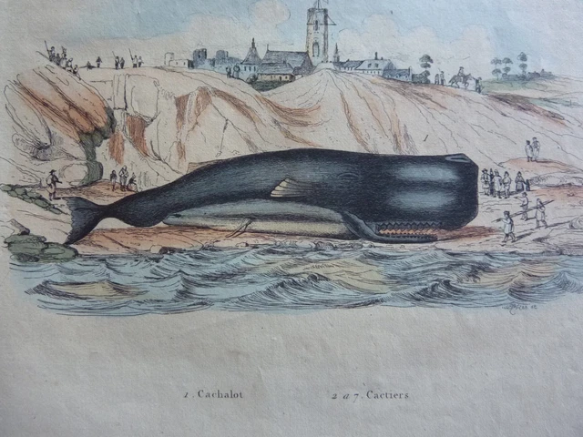 Gravure couleurs XIXe * Cactus Cachalot