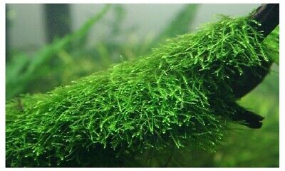 *BUY 2 GET 1 FREE* Java Moss Easy Live Aquarium Plant Taxiphyllum Barbieri ✅ 2