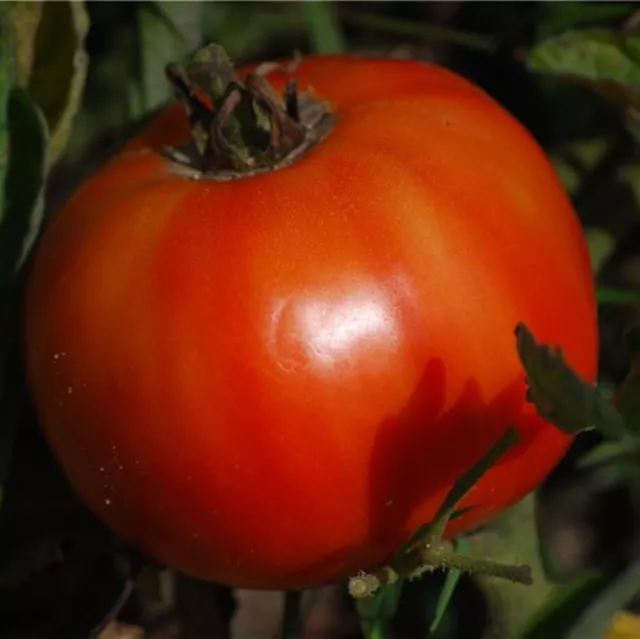 Köstliche Tomate - 10+ Samen - WELTREKORDER! P 061