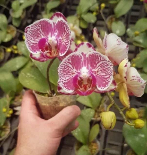 Phalaenopsis orchid - P. OX Prince 'Peloric'