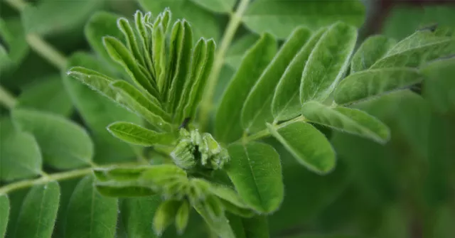 25 Graines d'Astragale 'Astragalus Membranaceus' Huang-Qi Medicinal Plant seeds