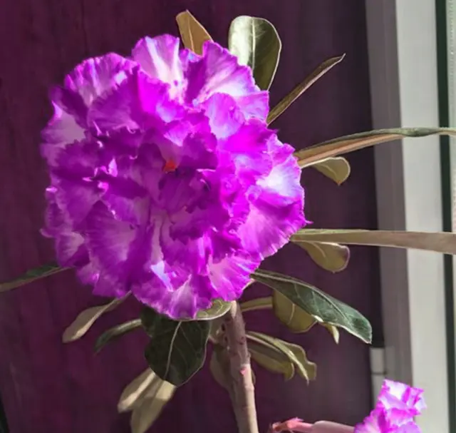 2/5/10/20/50PCS Graines Adenium Desert Rose Blanc Violet Fleurs Doubles 5...
