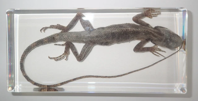 Oriental Garden Lizard in Clear Resin Block Learning Animal Specimen T403