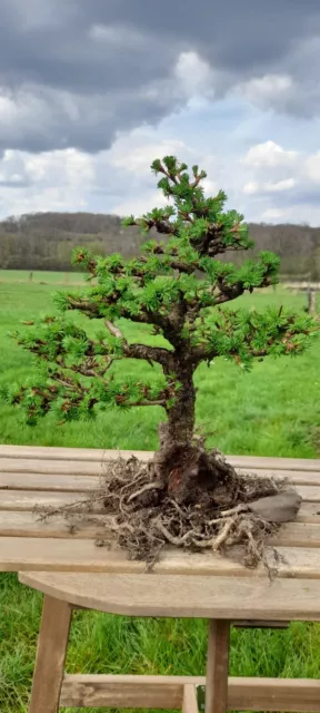 bonsai outdoor winterhart Lärche 3