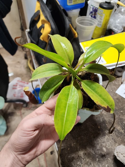 Nepenthes x Harryana (edwardsiana x villosa) XLarge Size! Seed grown SPECIMEN! Nepenthes x Harryana (edwardsiana x villosa) XLarge Size! Seed grown SPECIMEN!