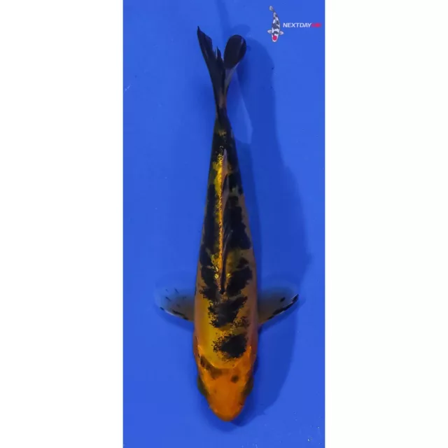 4" DOITSU AKA BEKKO Koi live fish standard fin nextdaykoi NDK