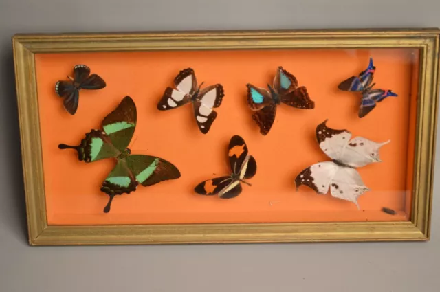Entomologie -  taxidermie Ancien cadre sous verre de papillon