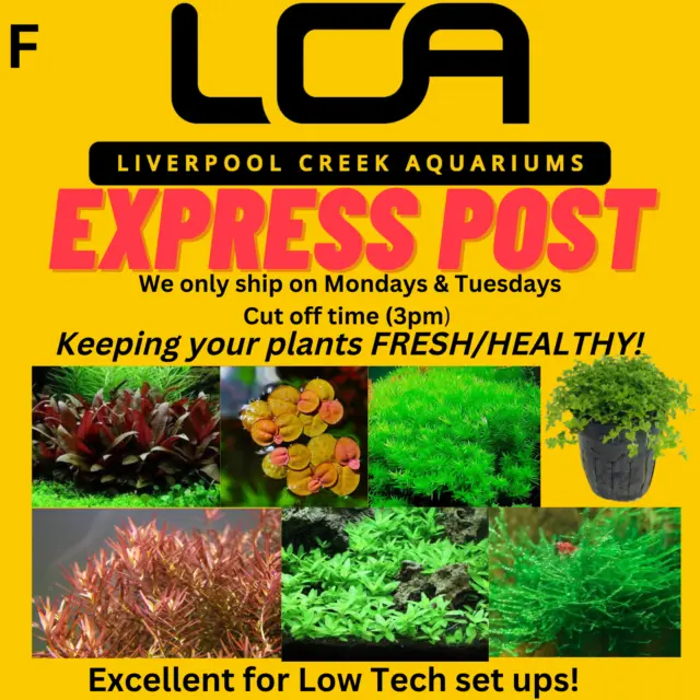 LCA -Plant Pack F Live Aquarium Plants Pond Shrimp Fish Tank Pond Aquatic Plant