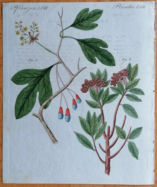 Bertuch Originaldruck Koloriert Botanik Sassafras Jamaika Pfeffer - 1792