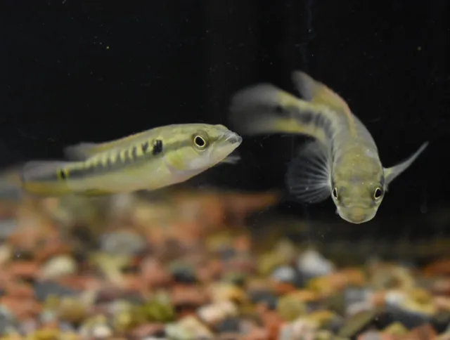 Live Lepidota Pike Cichlid (3-4" Aquarium Fish) *PLS READ DESCR* 3