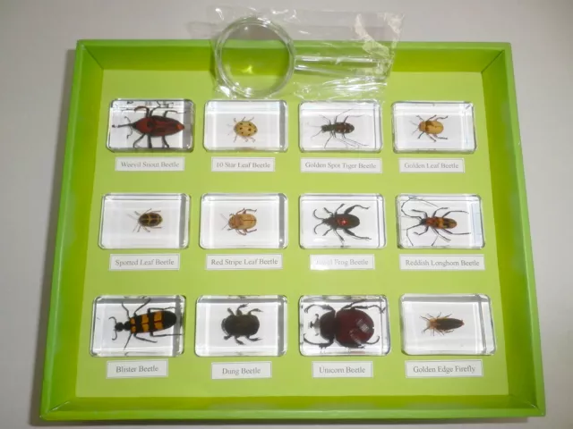 12 Beetle Collection Box Set C in 12 clear blocks TES3 Education Insect Specimen