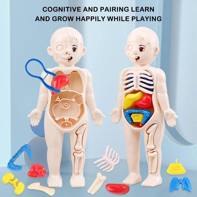 MONTESSORI 3D PUZZLE Human Body Anatomy Educational DIY Learning ...