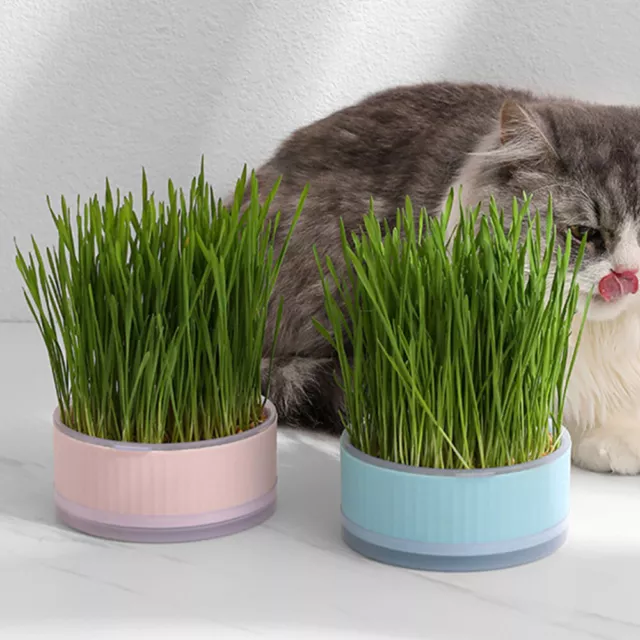 Jardinière d'herbe à chat, boîte de plantation pratique for plante