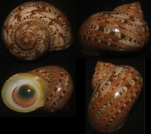 tonyshells seashells Turbo petholatus SUPERB 57mm F+++/gem, superb pattern