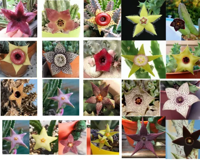 3 TALEE NON RADICATE Specie RANDOM tra Stapelia, Huernia, Orbea, Hoodia, etc