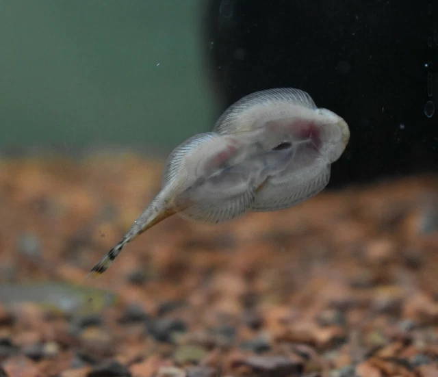 Live Assorted Hillstream Loach (Pack of 3 Aquarium Fish) *PLS READ DESCR* 3