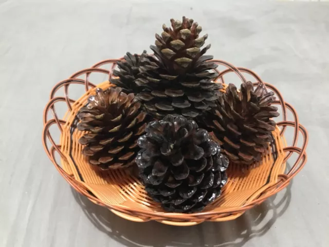 2 - 5 PCS Australian Natural Pine Cones (Large) 9 to 11cm FOR ALL SEASONS