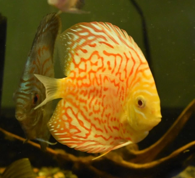 Live Pigeon Blood Discus (4" Tropical Freshwater Aquarium Fish) PLS READ DESC