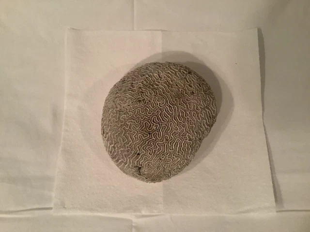 Natural White Brain Coral Approximately 3/lbs 