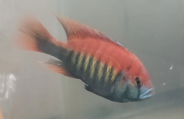 Red Lake Victorian Cichlid Males