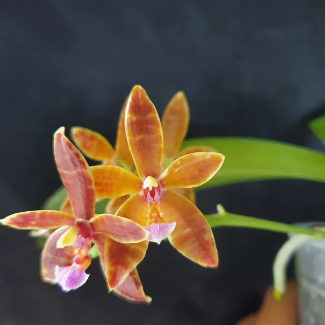 Phalaenopsis Mariae X Cornu-cervi Chattaladae