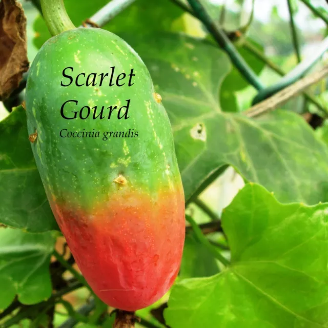 ~IVY GOURD~ Coccinia Grandis Scarlet Gourd Tindora Tropical Vine 30 Fresh Seeds 3