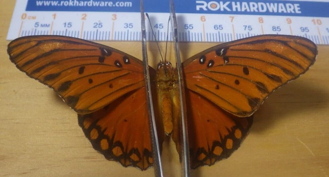 Gulf Fritillary Butterfly Agraulis vanillae Nymphalidae Lepidoptera SE TX F28