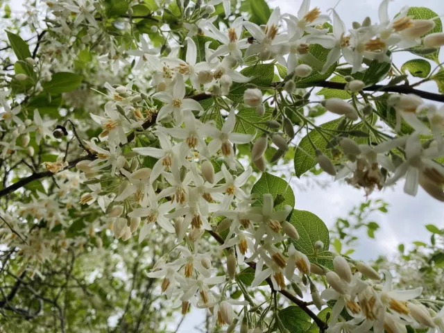 ultra rare bonsai starter -- styrax formosana stunning 2 year old plant