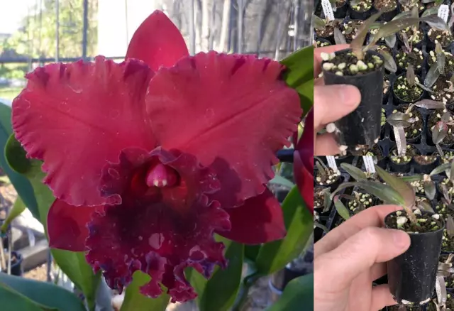 RON Cattleya Orchid Rlc. Robert Scalia 'Burdekin Ruby' MERICLONE 50mm Pot Size