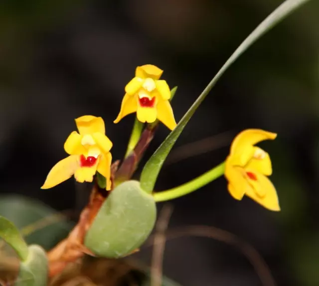 Miniature Orchid Species Maxillaria variabilis. Blooming Size Plant