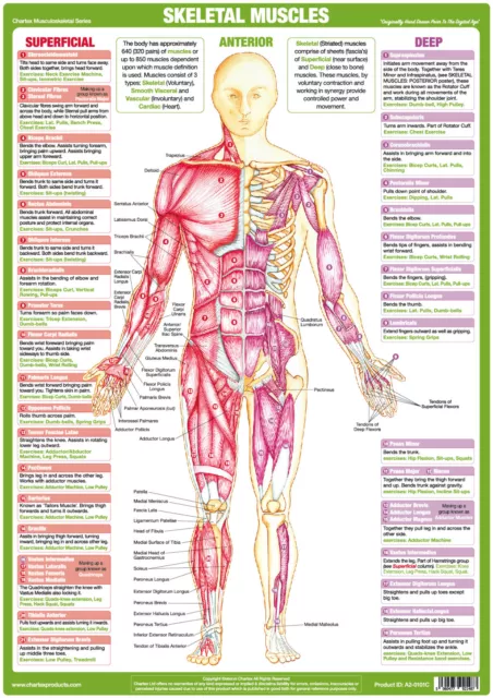 Muscle Anatomy Poster Anterior Bodybuilding Chart