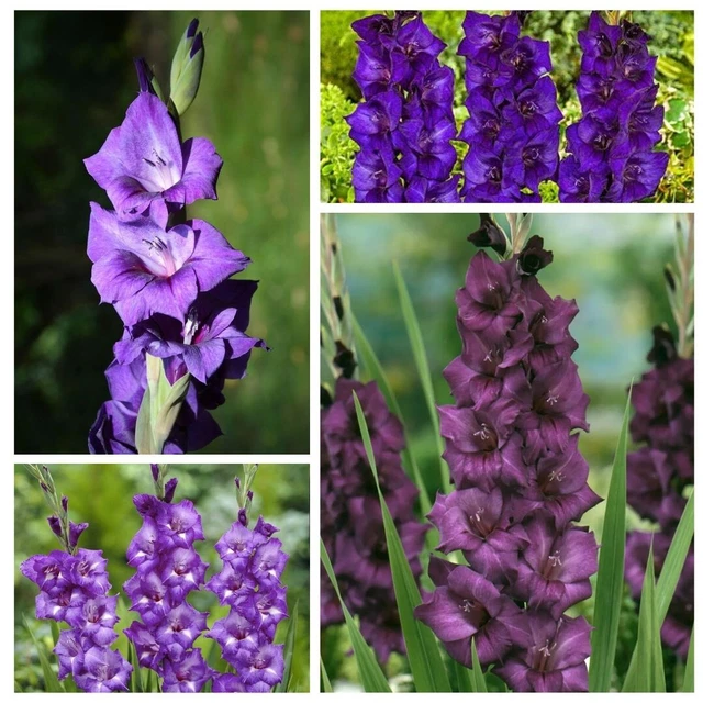 Lot De 20 Bulbes De Glaïeul Grandiflora Violet Mauve – Calibre 8/10, Floraison Juillet-septembre, Pour Massifs Et Bouquets