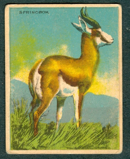Springbok Chewing 1930S PAPOOSE ANIMAL Chewing GUM Card V255 SPRINGBOK CANADIAN CHEWING ...