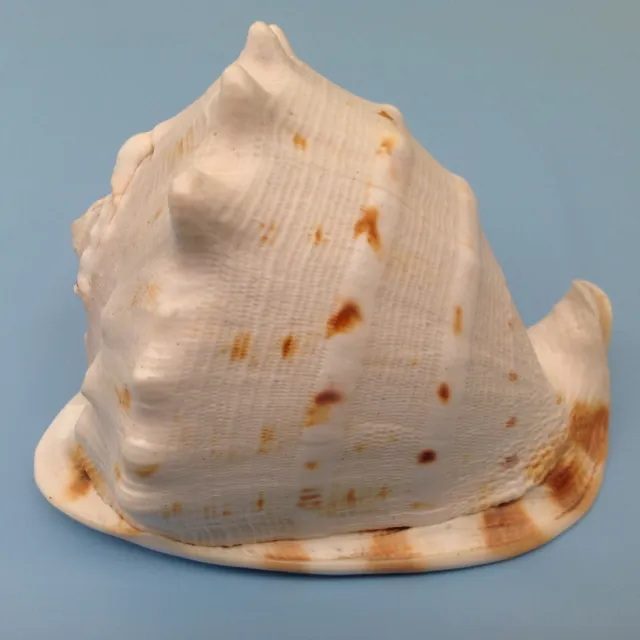 150 mm Large Collector Sea Shell Cassidae: Giant Helmet Shell (Cassis cornuta)