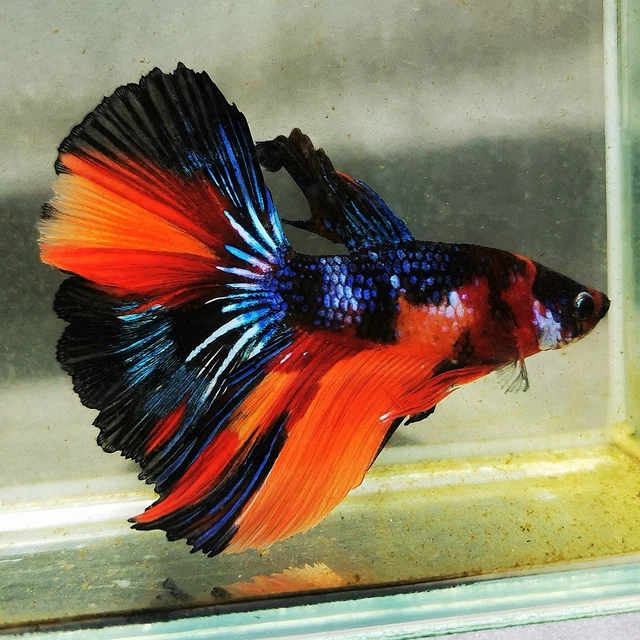 Live Betta Fish Koi Candy Multicolor Fancy Halfmoon Male  (3HMM.3.048)