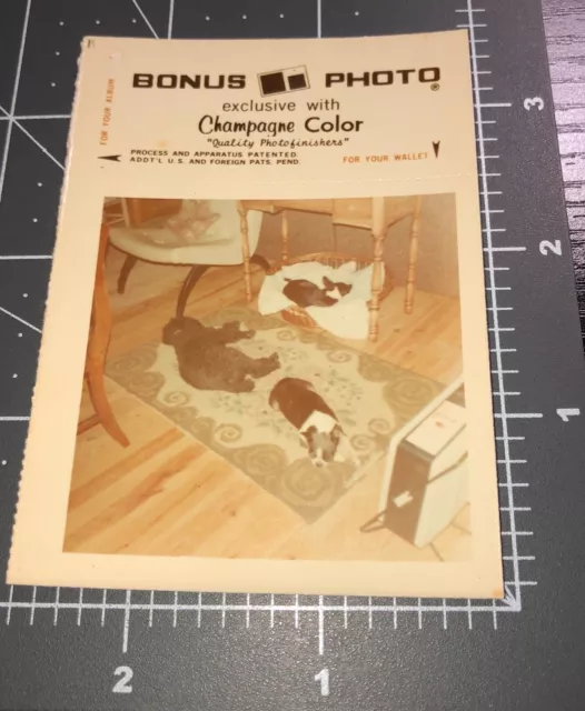1970s Boston Terrier Dogs Pet BONUS Print Vintage COLOR Snapshot PHOTO #1