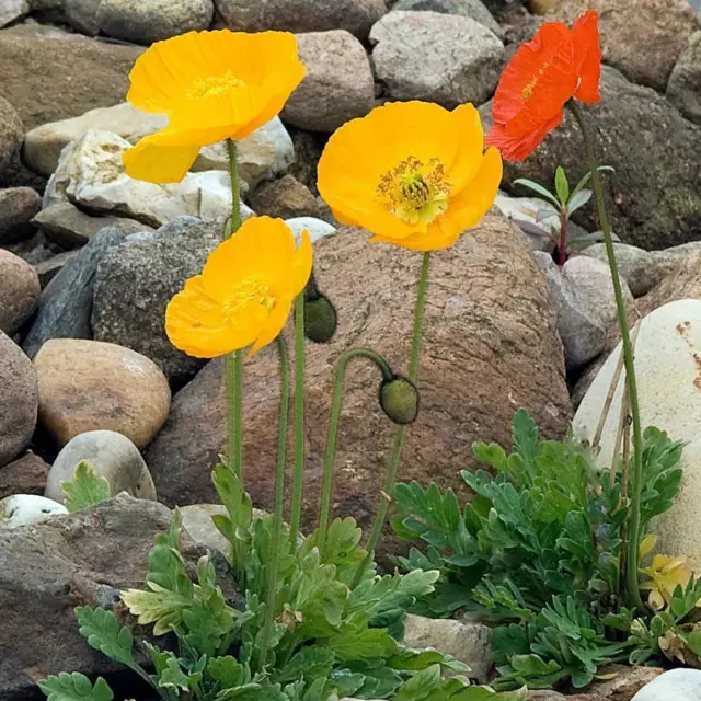 Iceland Poppy- Victory Giants Mix, 500 seeds | TSC: Heirloom & OP seeds, non-GMO