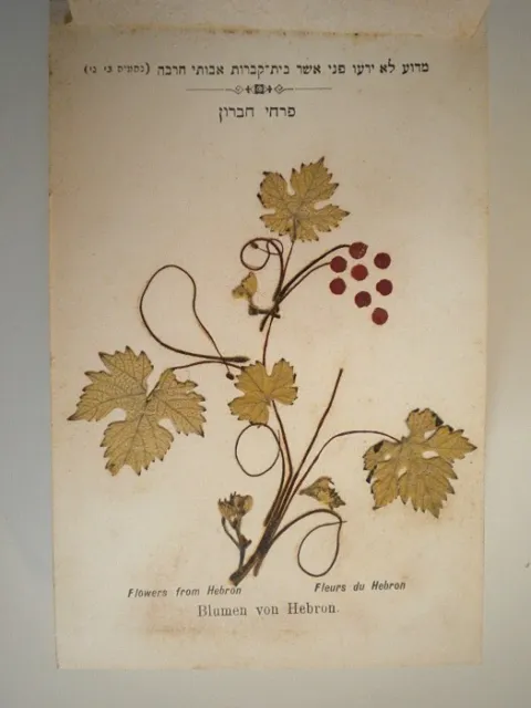 Victorian Pilgrim's Souvenir Book of Flowers from the Holy Land
